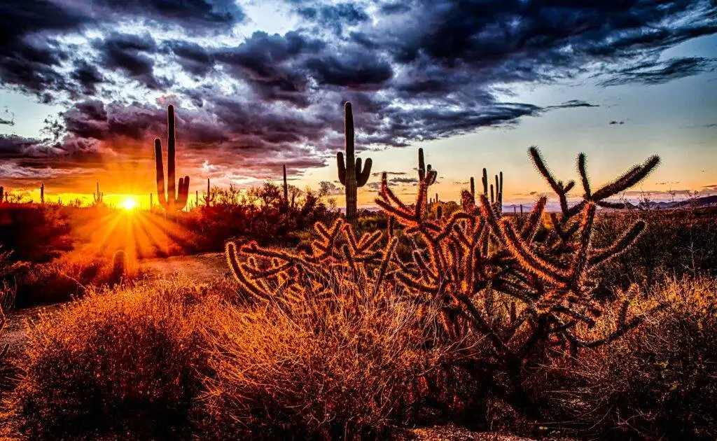Epic Weekend Trips from Phoenix Await! Unlock the Secrets of the Desert 8 Desert Landscape, Phoenix