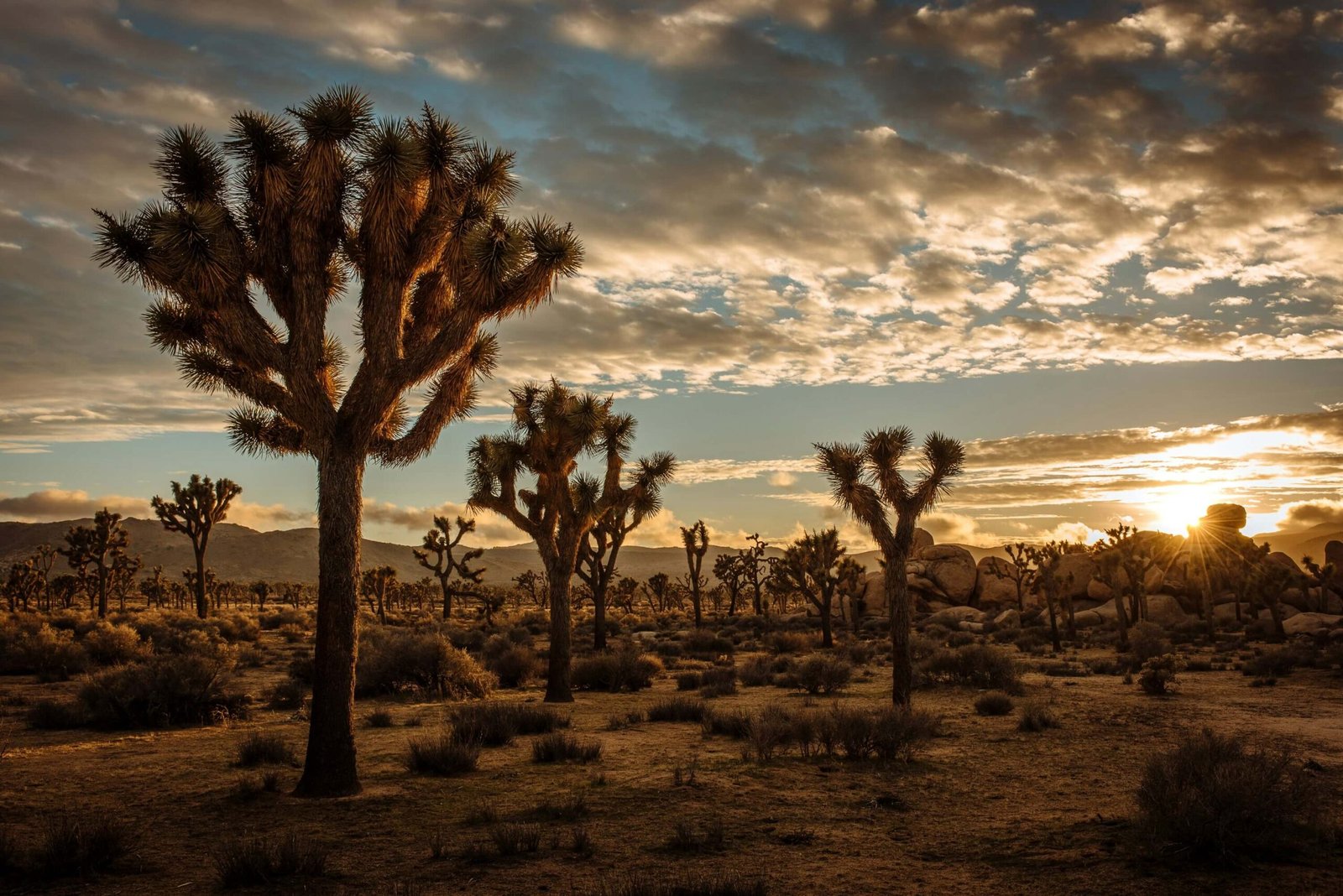 Blog 14 National Parks, Joshua Tree
