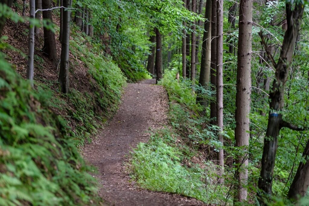 Uncover The Hidden Gems: Your Ultimate Payson, Arizona Travel Guide 4 Hiking trail